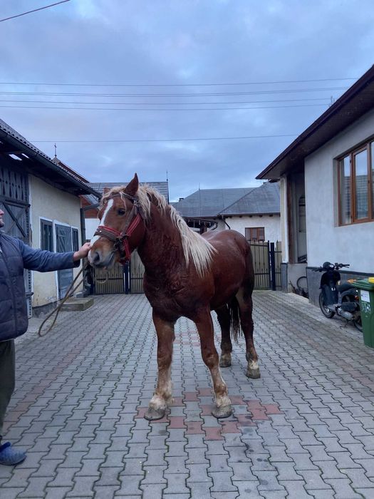 Mânz de vanzare vârstă 2 ani