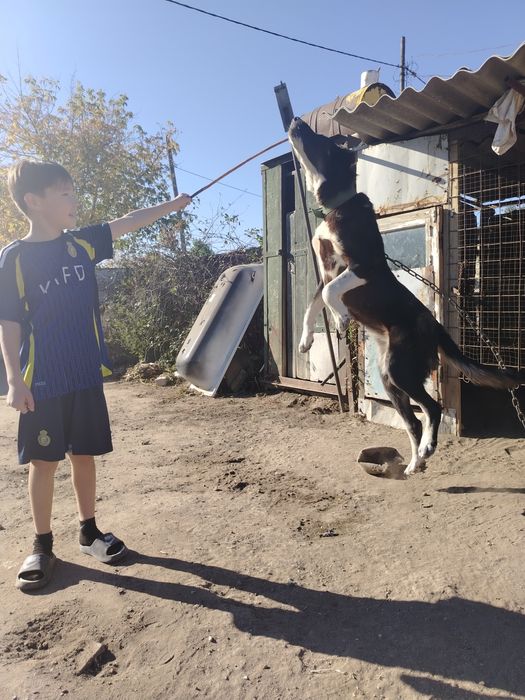 продам, алабай сучка 10 месяцев