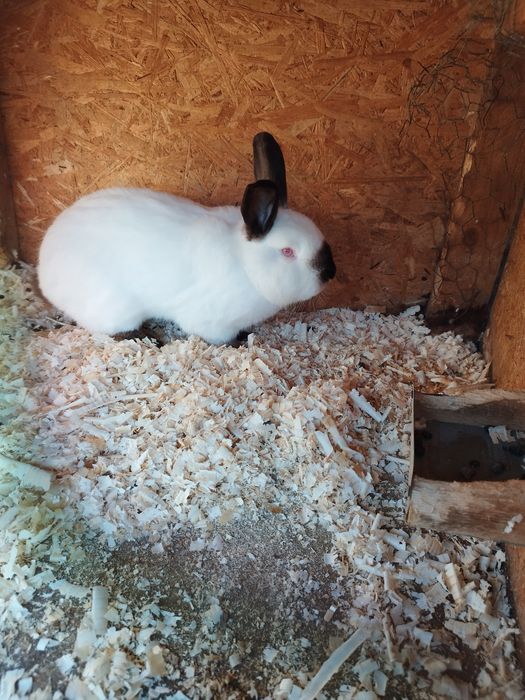 Pereche californian de vânzare