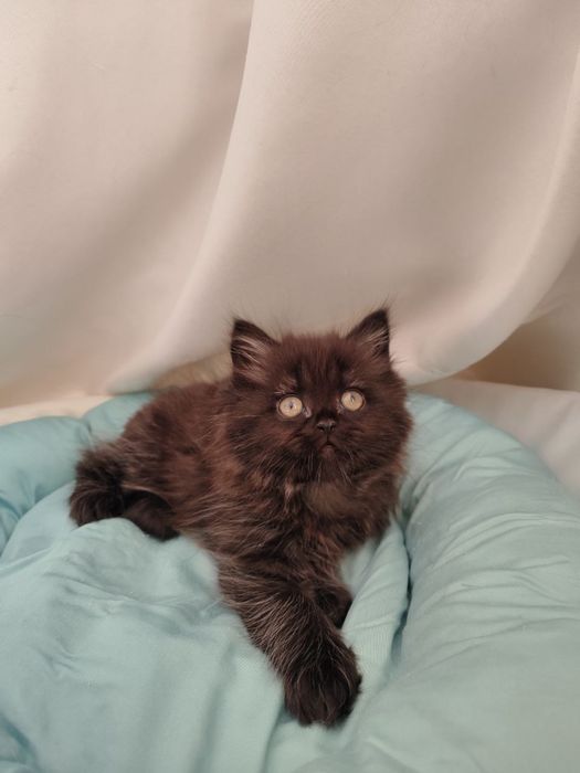 Продается котята скоттиш фолд и страйт