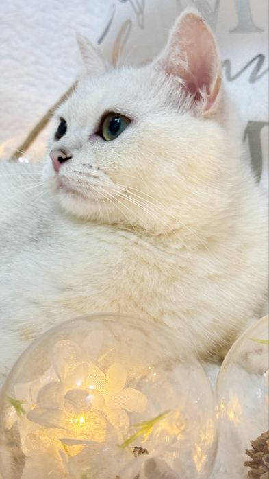 Шикарная британка