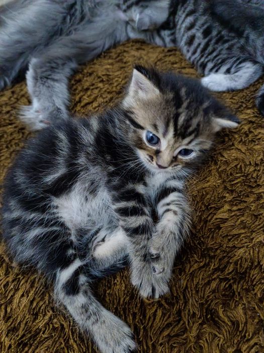 Котята скотиш страйт