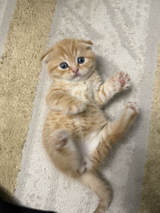 шотладские котята