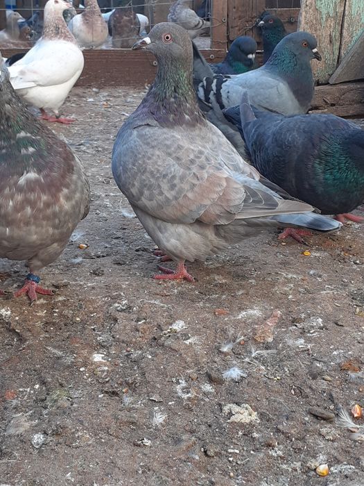 Porumbei Texani 2025