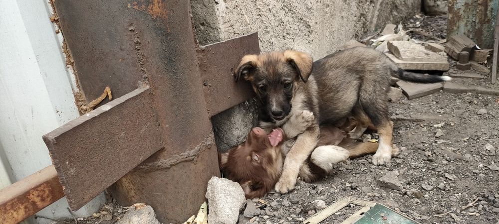 Щенки ищем добрые руки