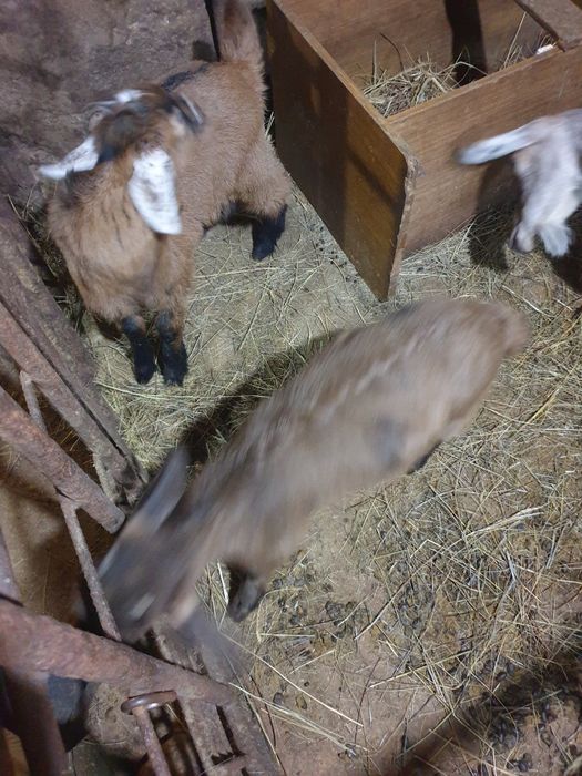 Продажа козлят простые