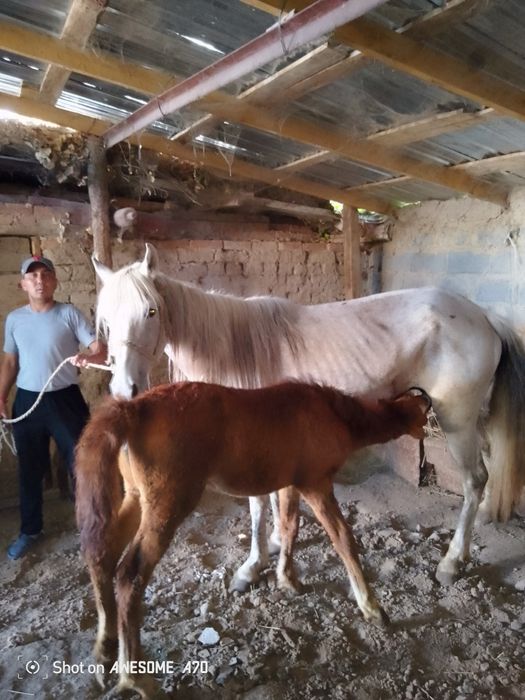 Кулынды бие сатылады