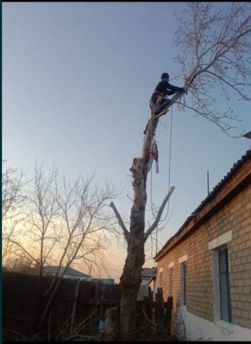 Спил деревьев, кронирование.