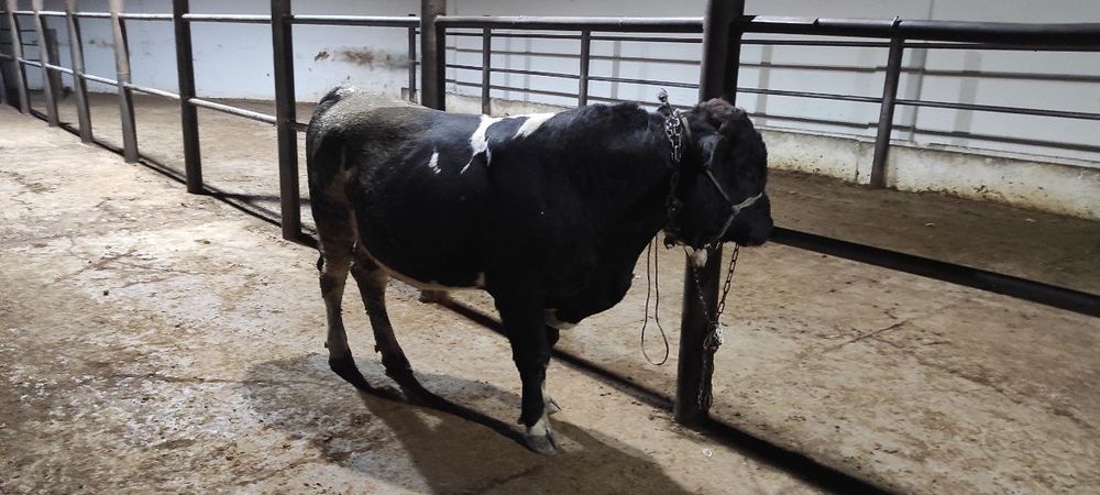 Qurbonlik ucun mol va qoylar