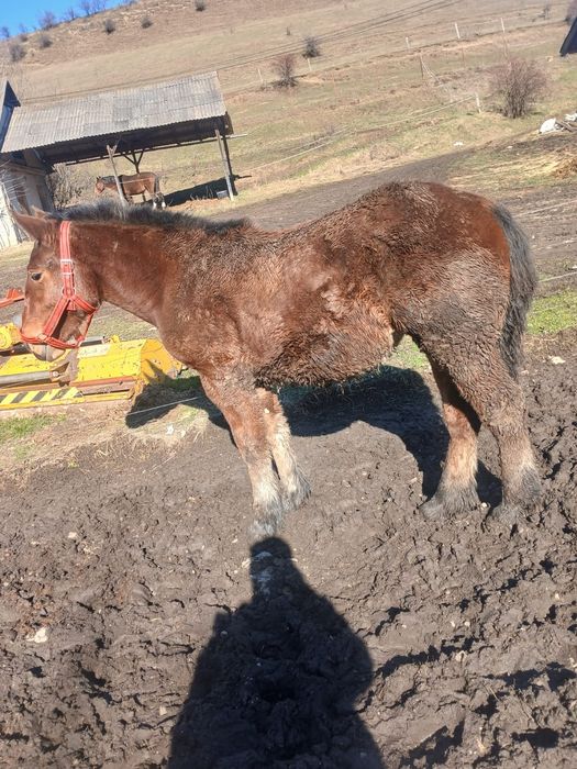 Vand  manza   din caii buni