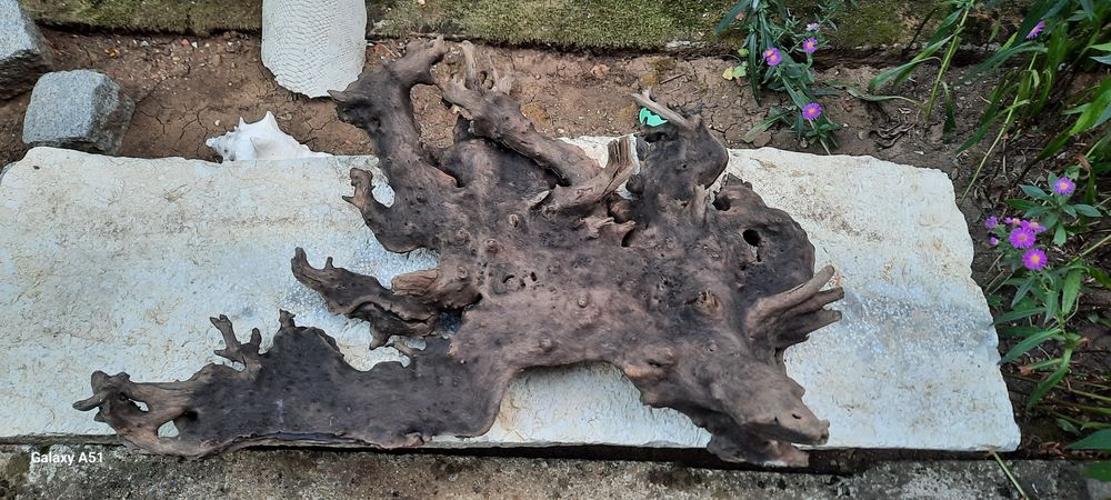 Мангров корен и мопан 3бр.
