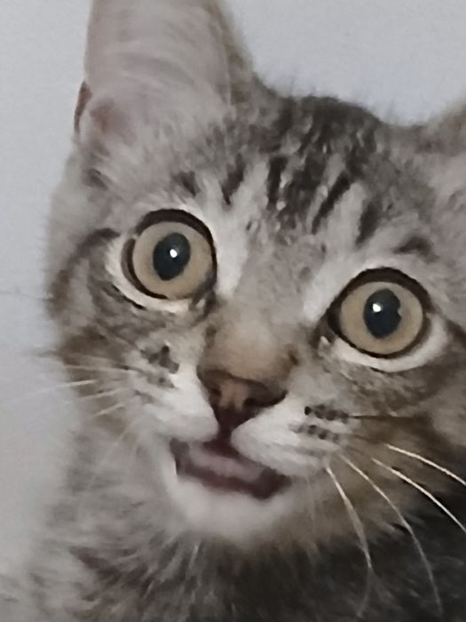 Кошка, 6 месяца.