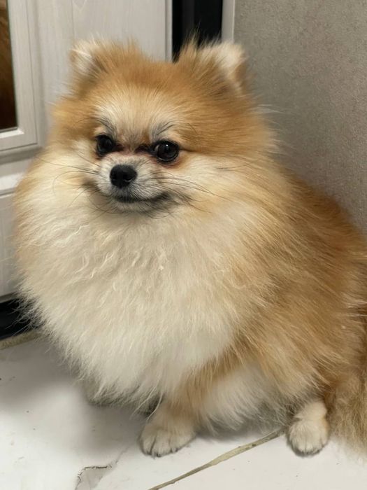 Помиранский шпиц