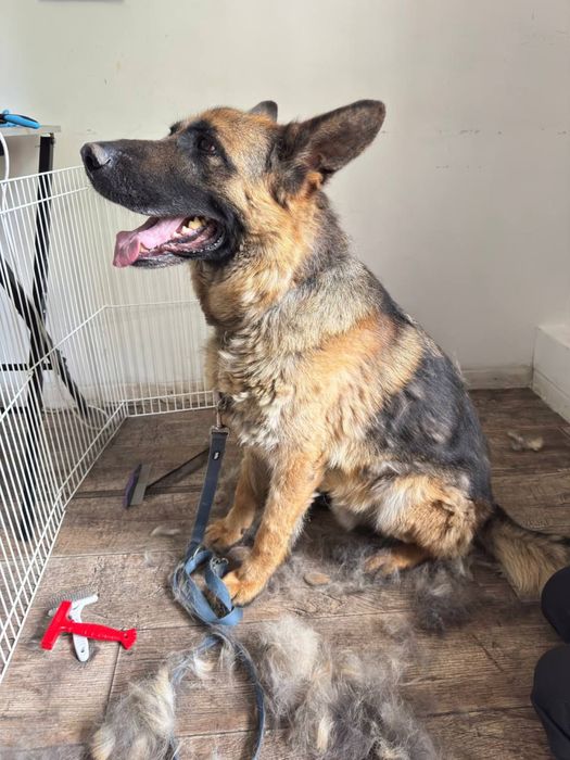 Экспресс-линька для собак