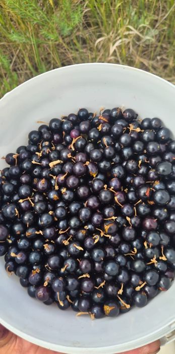 Продам дикая смородина 5л 6000