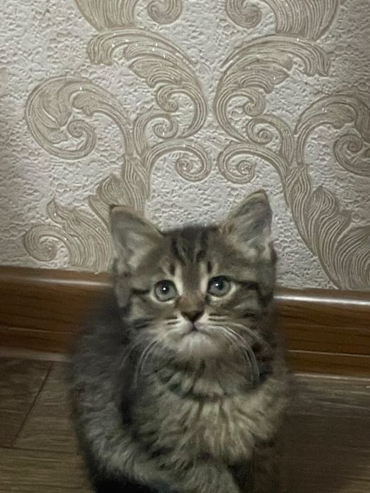 отдам котят в ДОБРЫЕ руки!