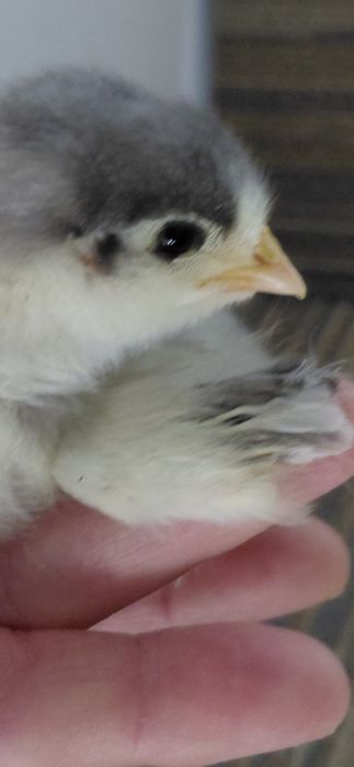 Pui australorp albastri si negri de o zi