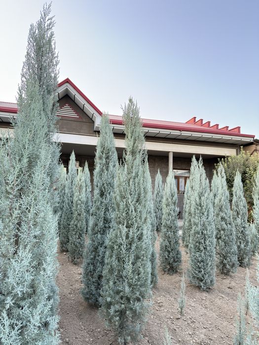 Arizoniskiy kiparis sotiladi toza italiya 20$dan 180$ gacha bor.