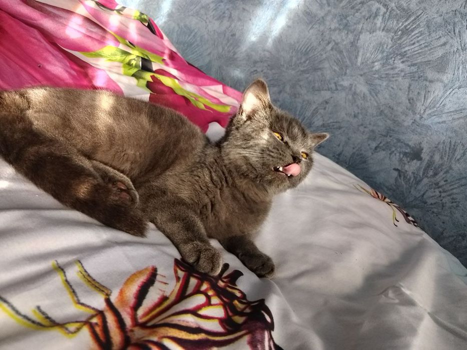 Mushuk sotiladi srochni