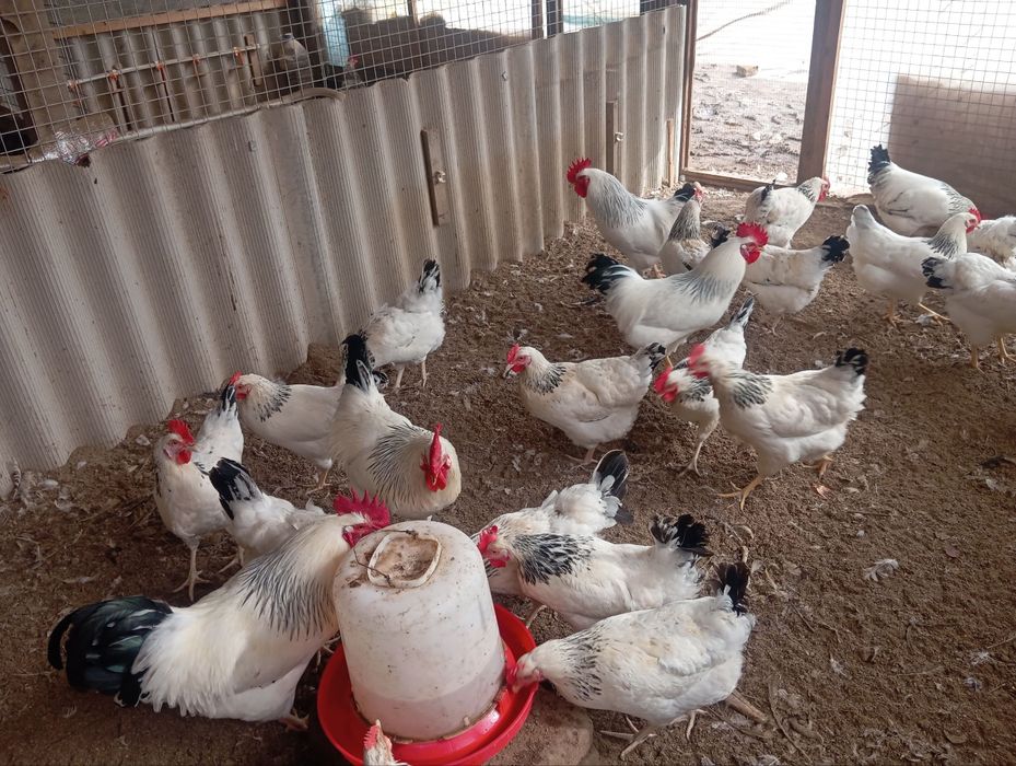 Adler Serebro nomli tovuq jojalarga