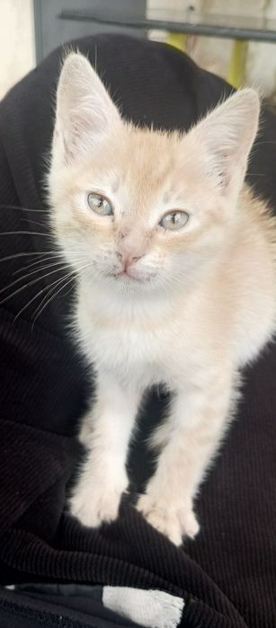 Кошечка, в добрые руки