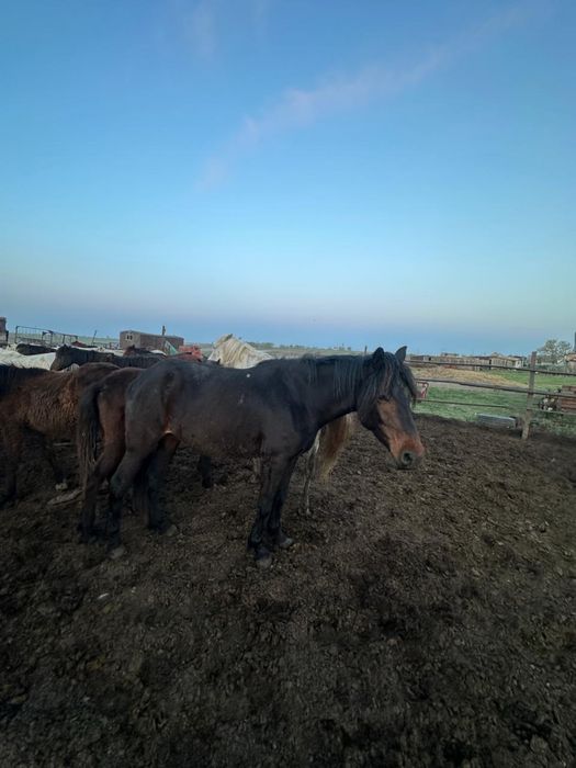 Продам лошадей кобылки тайчики