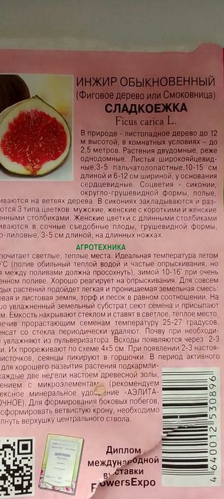 продам комнатный инжир