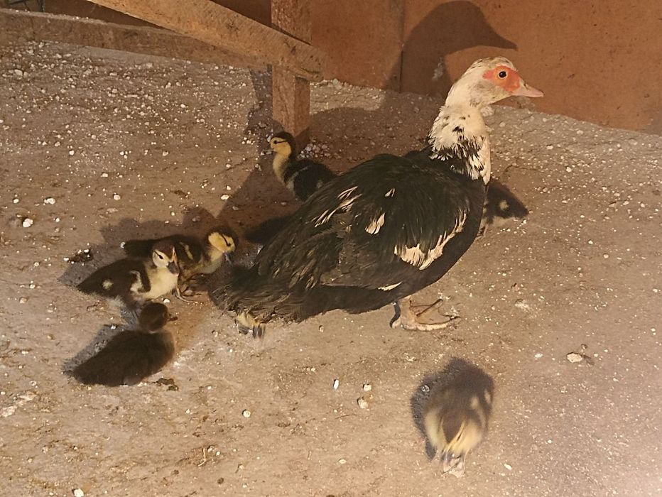 Indushkala jo‘jalari bilan sotiladi