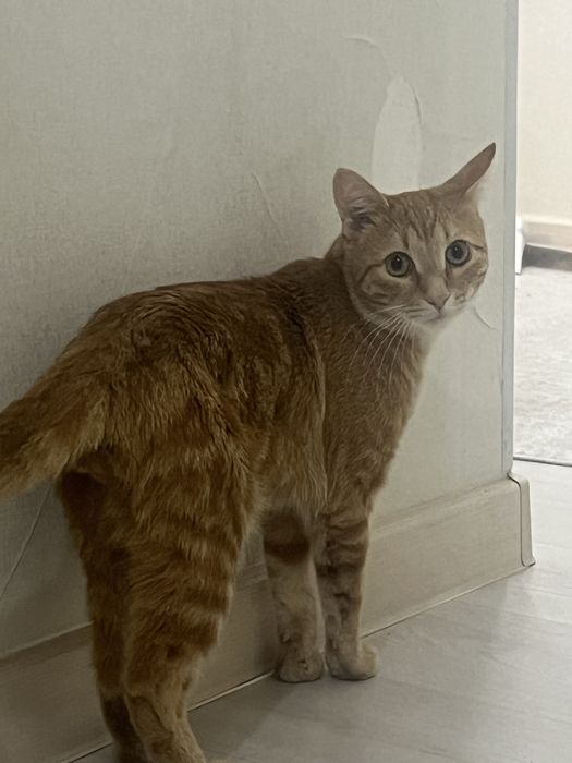 Шотландский прямоухий кот