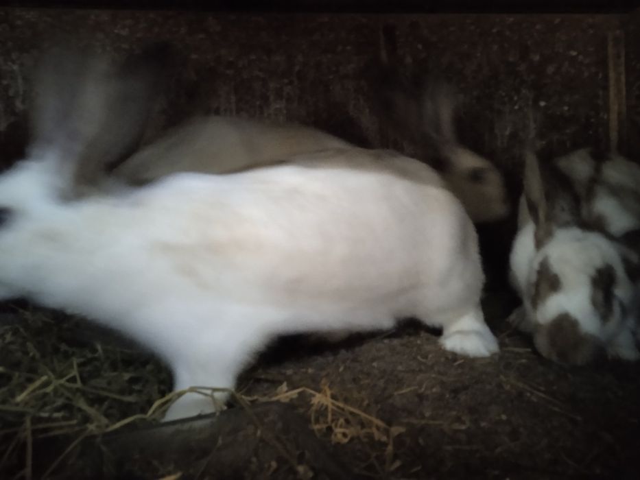 Зайчета за разплод