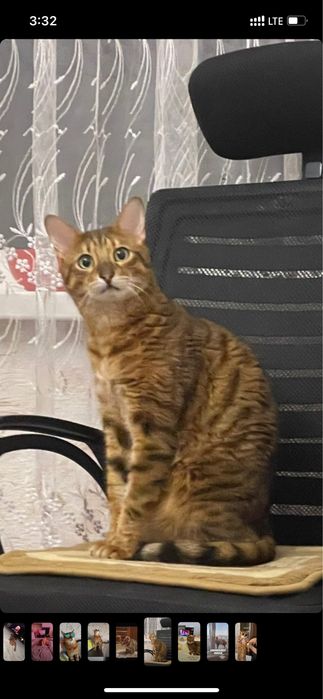 Отдам кота в добрые руки