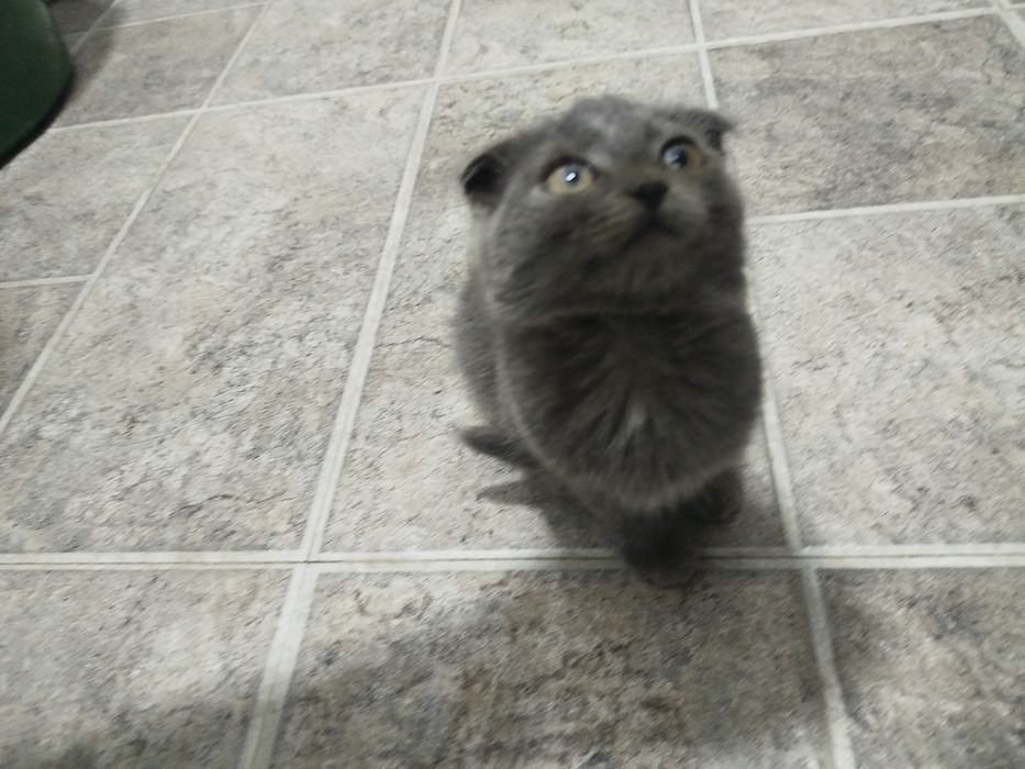 Британская кошка