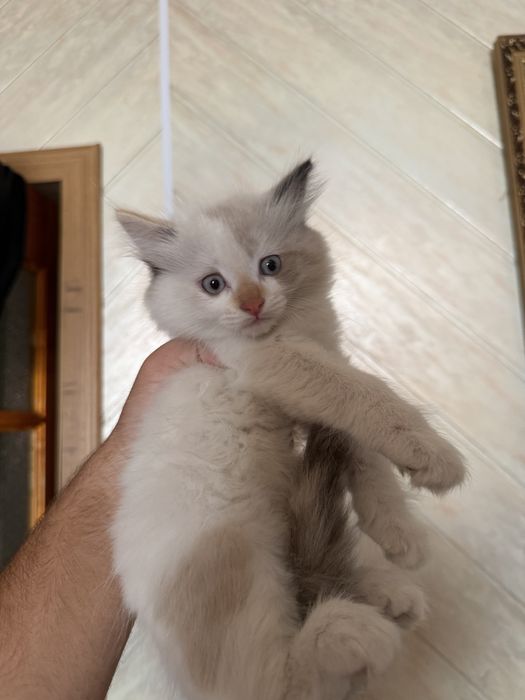 Продам котят породистых