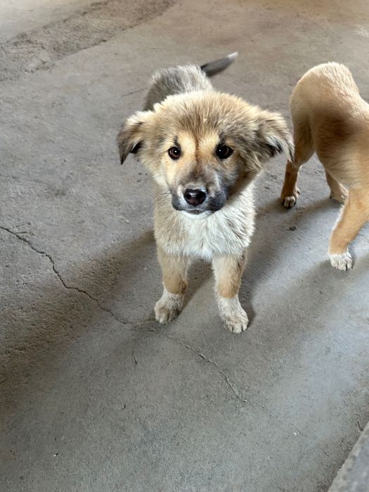 Маленькие собачки