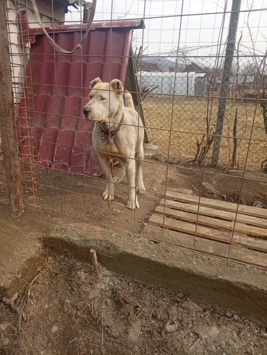 Ciobanesc de asia Centrală