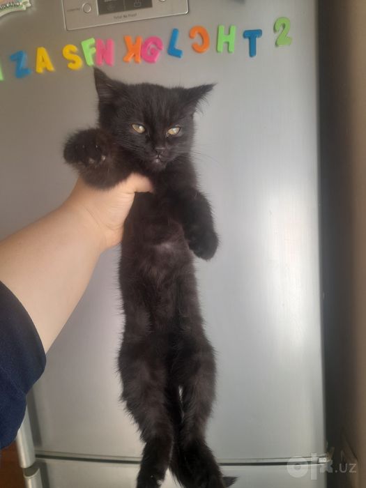 Turkiş angora bolasi  skotw fold oyisi