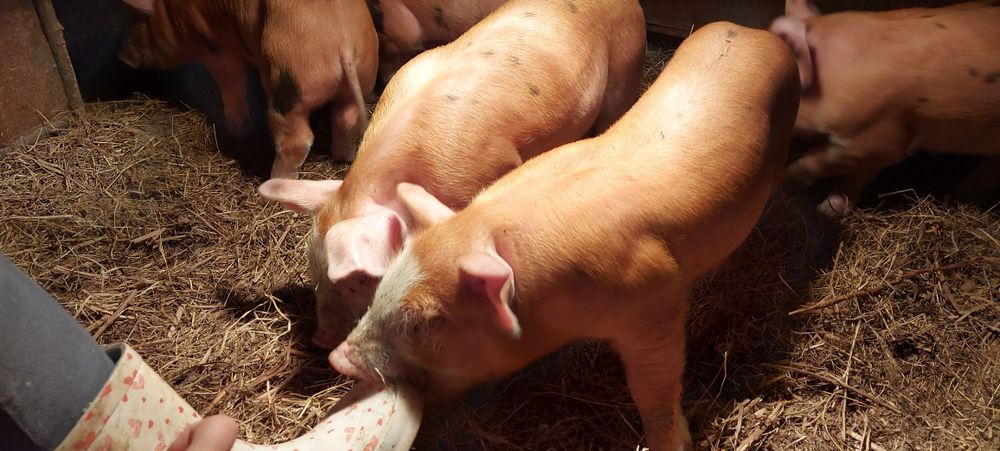 Прасета Дурок микс