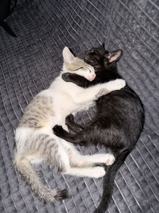 Отдам котенка в добрые руки