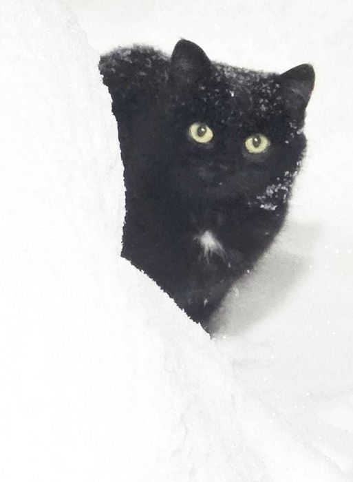 Малыш Йети ищет пристанище.