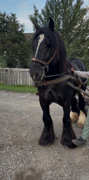 Ofer super armasar pt reproductie din rasa BELGIAN TREKPAARD