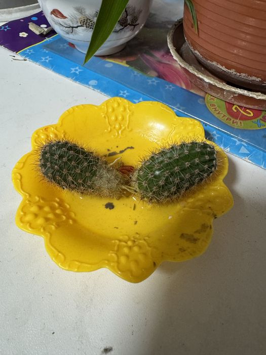 Цветы в горшках разные