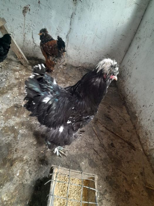 Găini și cocoși strumski