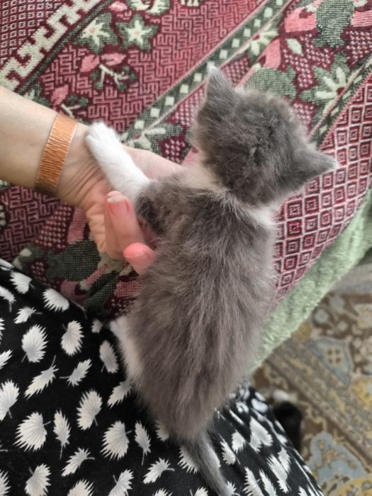 Отдам катят в добрые руки