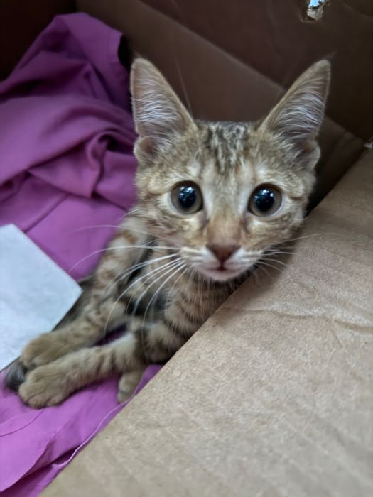 Котенок в добрые руки