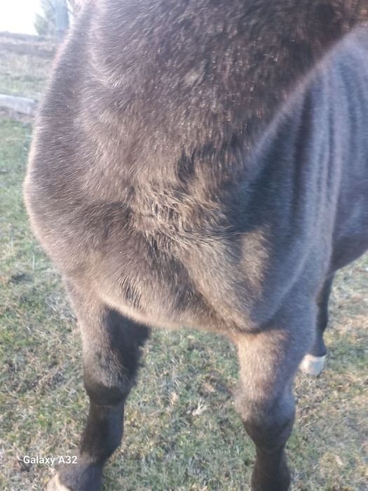 Vand sau  schimb manza de 8 luni din rasa semigreu ff frumoasa