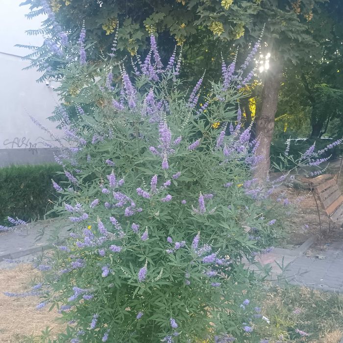 vitex agnus-castus 40-50cm