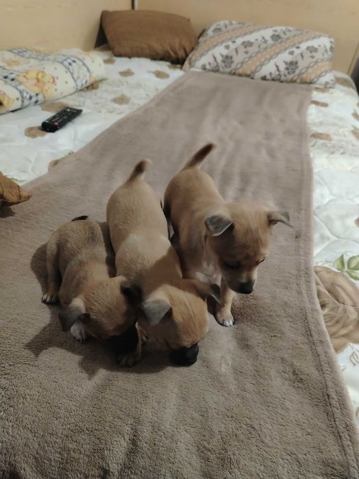 Чихоахоа- пинчер