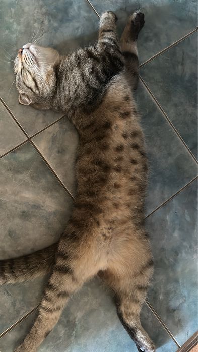 Бесплатно Кошки Мысық