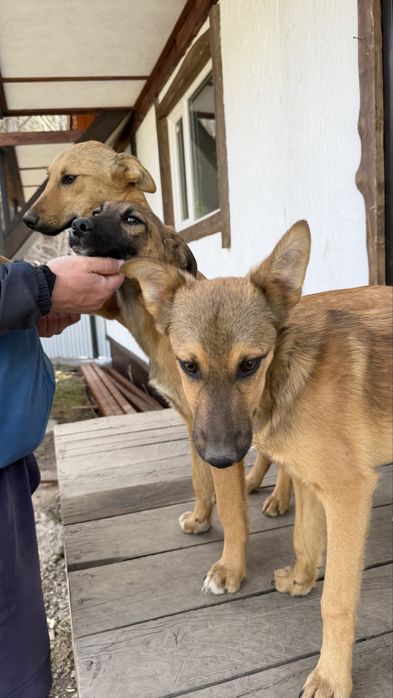 Отдадим щенка только в добрые руки