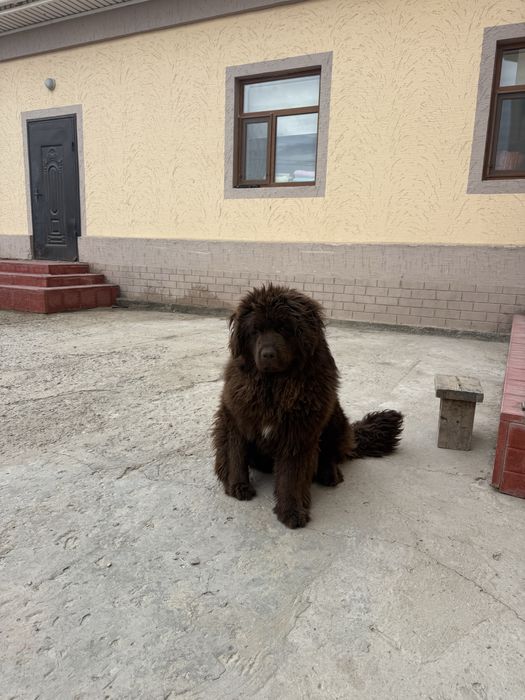 Тибетский мастиф